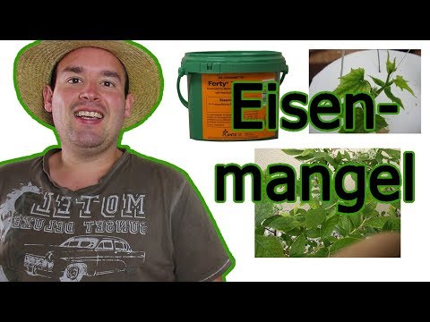 eisenmangel-bei-pflanzen:-symptome,-ursachen,-bekämpfung