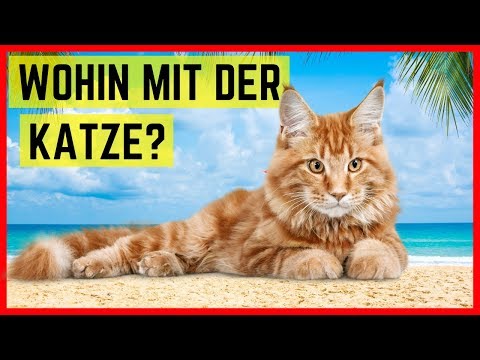 Video: Wo Man Katzen In Den Urlaub Bringt