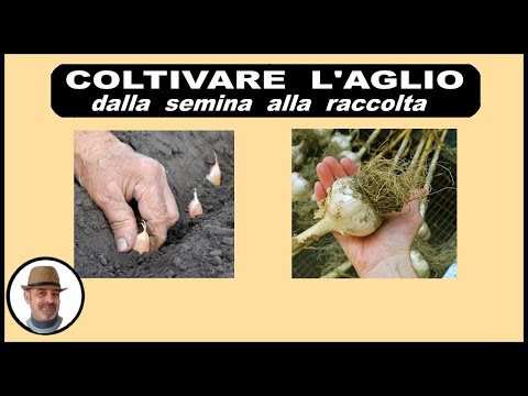 Video: Un'esperienza Di Coltivazione Dell'aglio A Forma Di Freccia Nella Regione Nord-occidentale