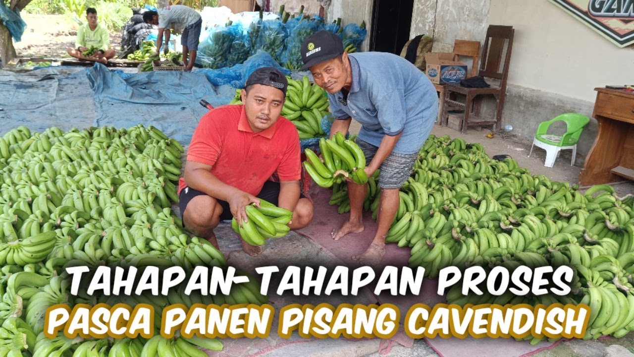 Proses Packing Pisang Cavendish Pasca Panen Kirim Ke Papua