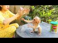 Oh. My. God!! Newborn Monkey Moly Run Cry Loudly Cannot Wait Mom Feed