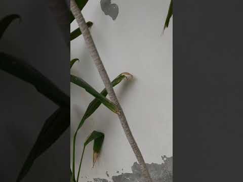 Video: Paano Mag-dracaena Ng Tubig? Paano Kung Baha Ito? Pagdidilig Ng Dracaena Sa Bahay Sa Taglamig. Gaano Karaming Beses Sa Isang Linggo Dapat Itong Natubigan?