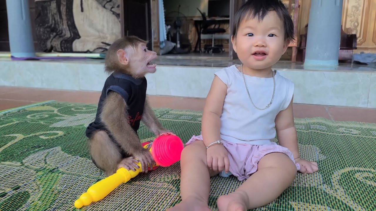 The last video of monkey David with my family
