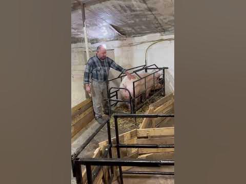 #село #свині #україна #свинья #опорос - YouTube