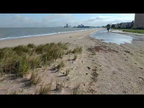 Βίντεο: Beachgrass για εξωραϊσμό - Μάθετε για την καλλιέργεια Beachgrass