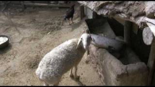 モーリー・ロバートソンのウイグル旅行記 vol.3
