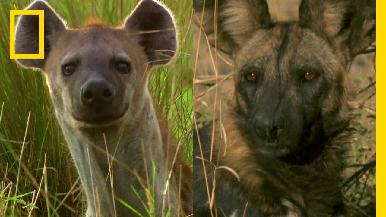 ハイエナとリカオン ナショジオ Youtube