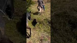 Que bonitos son los ranchos de mi lindo Zacatecas cabalgando #viral #caballos #zacatecas #rancho