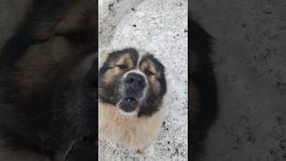 Звездная кавказская овчарка Цунами отвечает своим фанатам #animal #dog #doglover