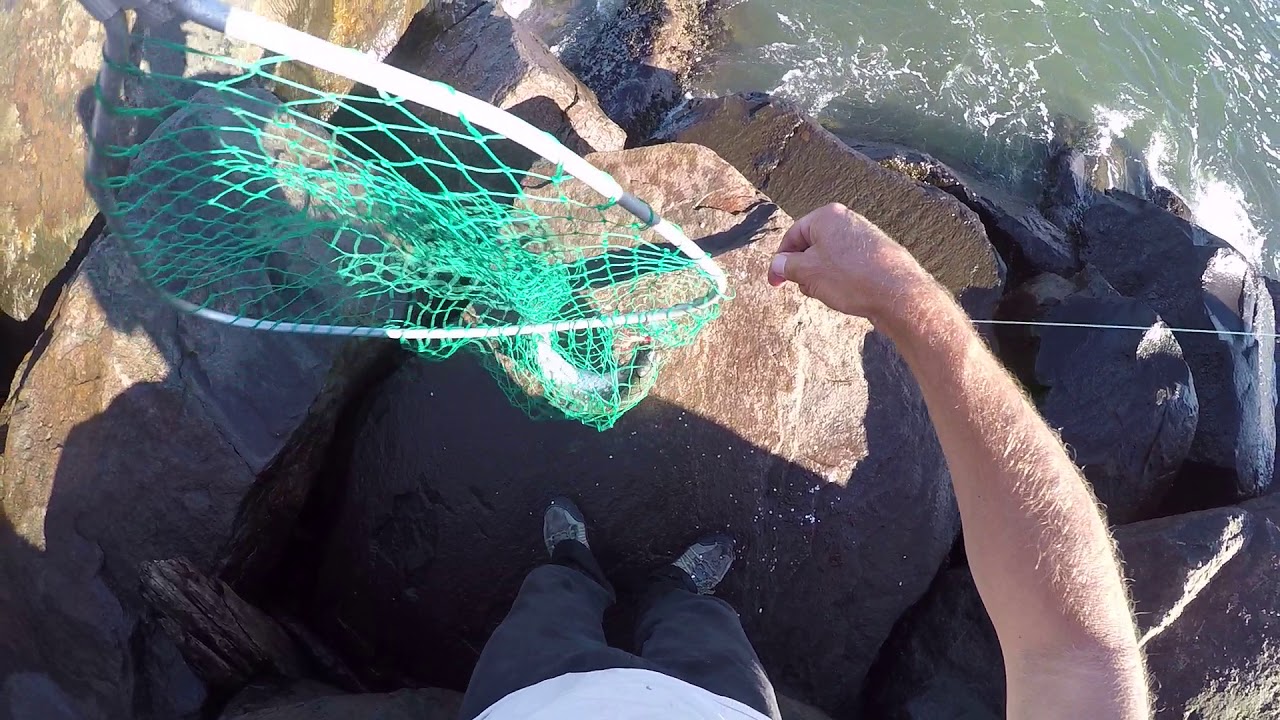 Coho/ Silver Salmon Fishing North Jetty 9/11/2017 Fish 1 YouTube