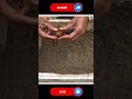 Potatoes Farming #gardening  #farming #easyfarming #viralvideo