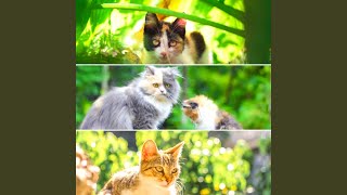 Modish Ambiance for Sleepy Kitten