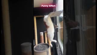 FUNNIEST ANIMAL Videos Ever 2026  #funny #shorts 🤣