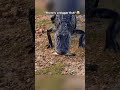 Funny crocodile #crocodile #funny #funnyvideos #funnyanimals #Foryou