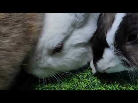 harukoplease - short and sweet bunnies