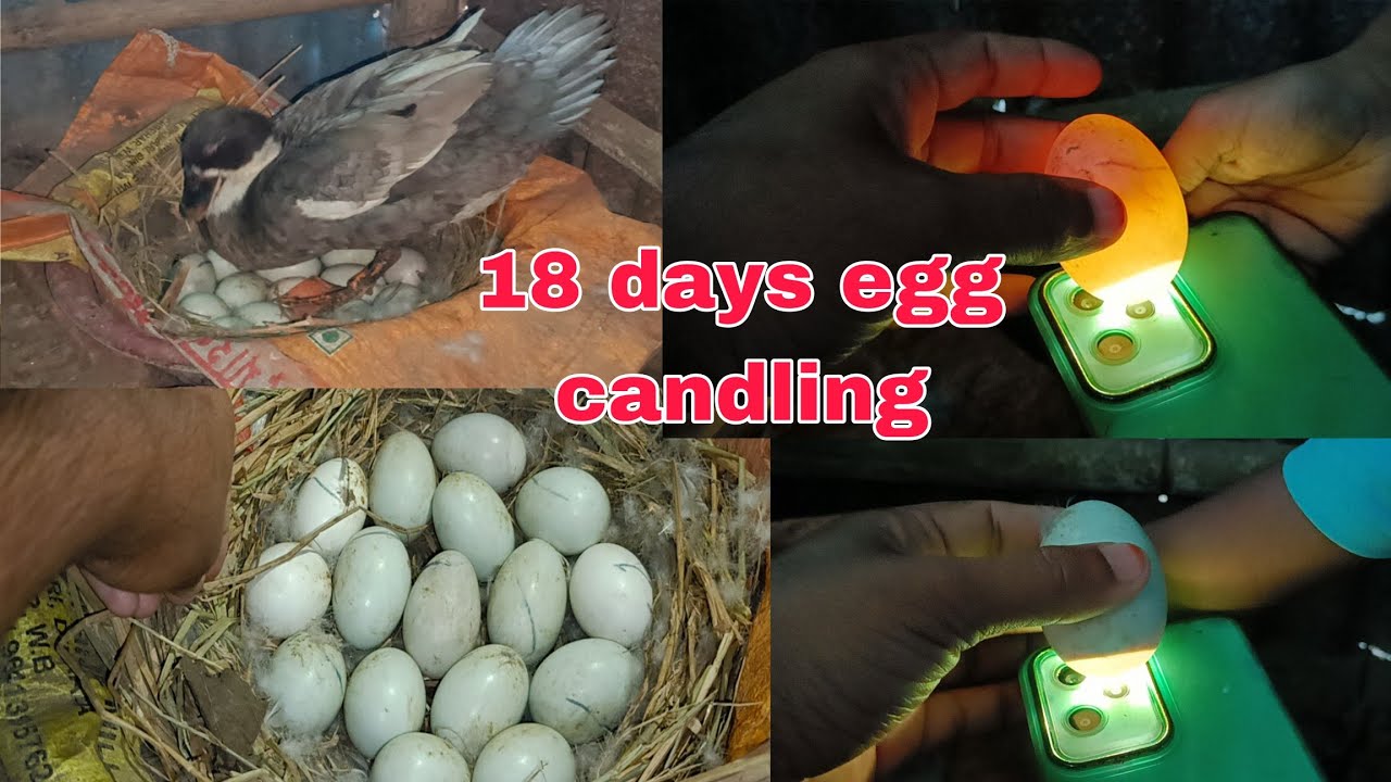 18 days  duck egg candling 😱🪿how it looks like 😱😱 
