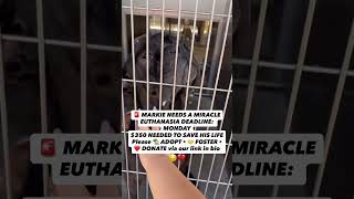 🚨 MARKIE IS RUNNING OUT OF TIME 🚨❤️ DONATE to help us reach our $350 goal🆘️#usa #uk #canada