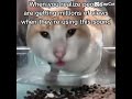 #helpmemakethismakesense #cat #funny #memes #views