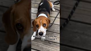 What about you? #dog #beagle #puppy #beaglepup #beagledog #pets #beagleworld #cute #funny #funnydog