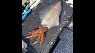Squid Color Change | Team Justannie #short