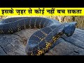 इस सांप के ज़हर से कोई नहीं बच सकता| Tiger Snake is the most venomous snake in the world? Snake Video