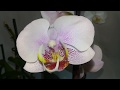 Новые орхидеи  обзор, похвастушки
