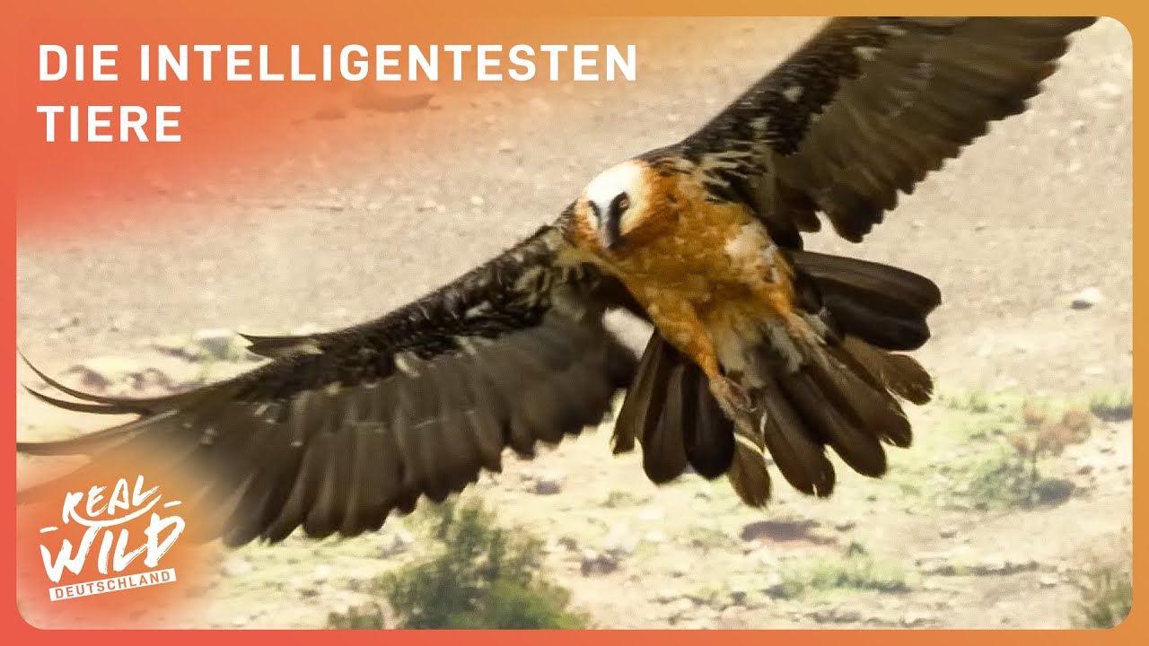 Die 10 intelligentesten Tiere der Welt