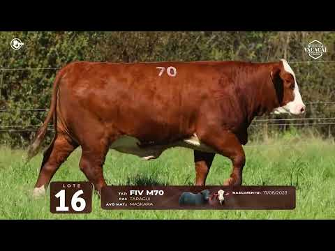 LOTE 16   TAT M70 F Braford
