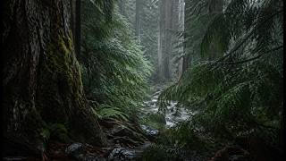 Details Rainfall by a Lush Forest 🌧️ — Pure Nature Sounds for Deep Relaxation Update