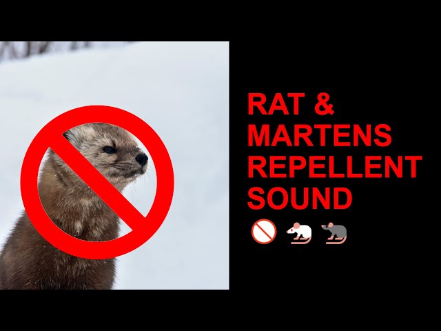⚠️ High Pitch Wall Penetration, Mouse, Rat, Mice Ultra Sounic Repellent Sound 10 HOURS ( WORKING! ) class=