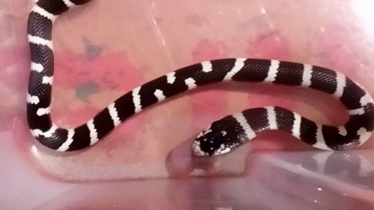 camera iphone 8 plus apk Lampropeltis californiae nourrissage