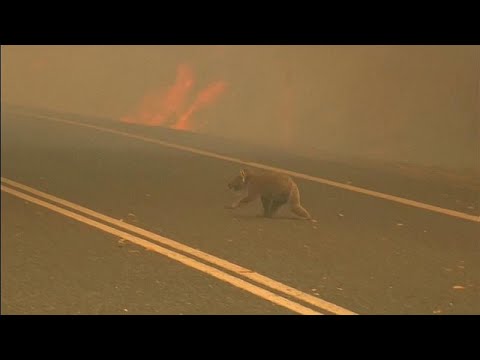 Video: Vacaville Polisi Nelson Yangını Çıkmadan Önce 60 Barınak Hayvanını Kurtardı