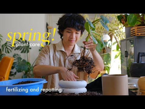 Long Day of Plant Care | spring fertilizing and repotting