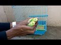 BEST Carrying Cage for Birds || Bird Aviaries || Bird Transport Cage || Small Bird Cage