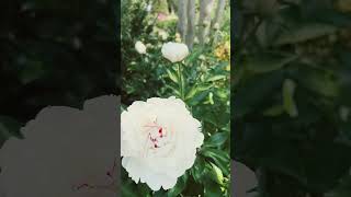 Nearly century old heirloom Peony from my great-great grandmother #garden #flowers #heirloom #shorts