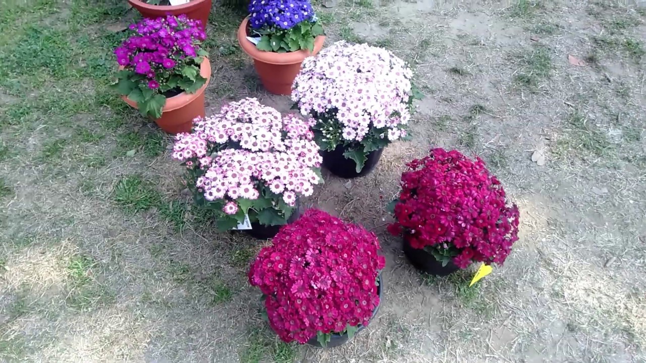 Flower Show Patiala Flower Show at Baradari Garden 24 February 2020