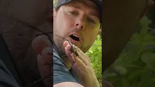 Free Handling Giant Spider!