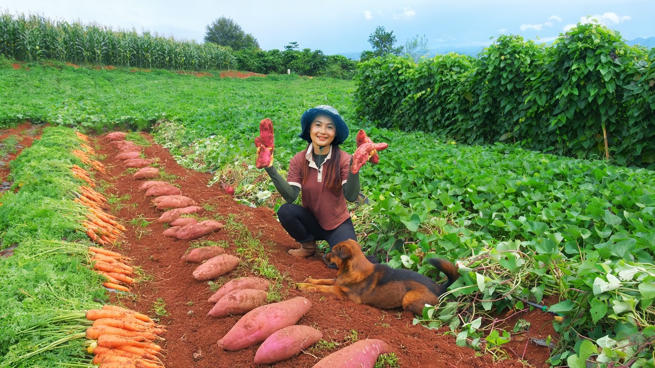 Harvest Sweet Potatoes And Carrots To Sell – Cook Them With Beef And Bread –  Raise Livestock