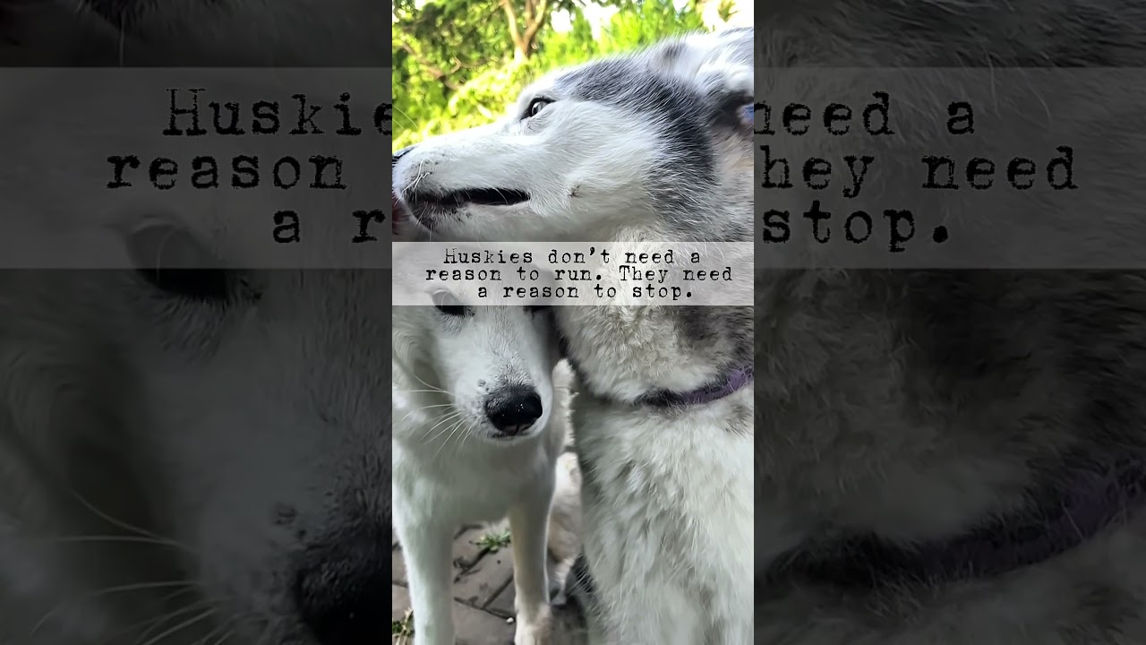 Things Only Husky Owners Understand 🐺💬 
