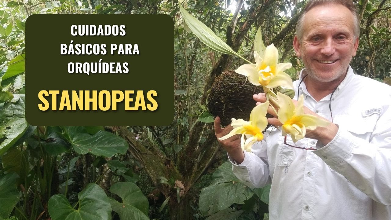 Cuidados Básicos para Orquídeas Stanhopea