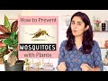 Plants that can help Prevent Mosquitoes at Home | Garden Up