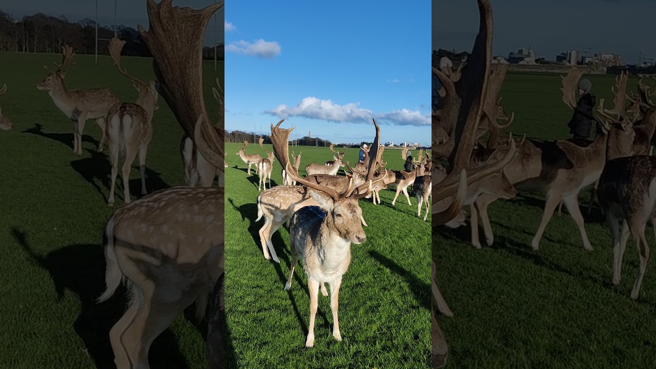 Many Wild Fallow deer 🦌 sounds ,  phoneix park Dublin Ireland