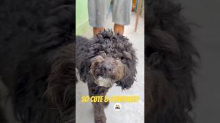 First Time at Boarding! Adorable Poodle’s Confused Reaction 🐩❤️