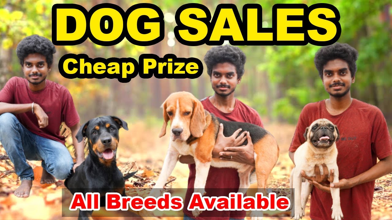 DOG FOR SALES PUPPYS SALES ALL BREEDS AVAILABLE DOG KENNELS DOG