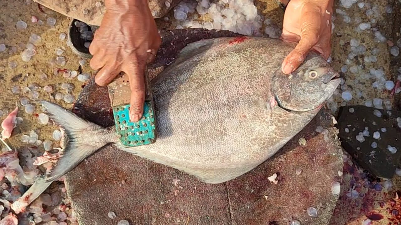 black pomfret  fish information and cutting video fish market karachi fisheries