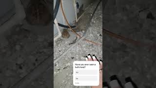 This Bufo Toad Lives Under My House...