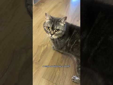 ЧТО ДЕЛАТЬ ЕСЛИ ВАШ КОТ ОБНАГЛЕЛ?!