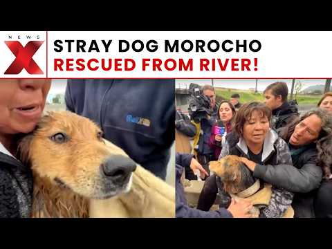 Dog Swept Through Raging Floodgates: Morocho’s Dramatic Escape Stuns Santiago | VIRAL VIDEO