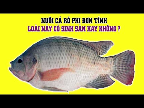 Video: Cá Rô Phi Trông Như Thế Nào?