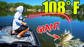 RECORD High Temperatures but the Biggest Bass are eating THIS?!